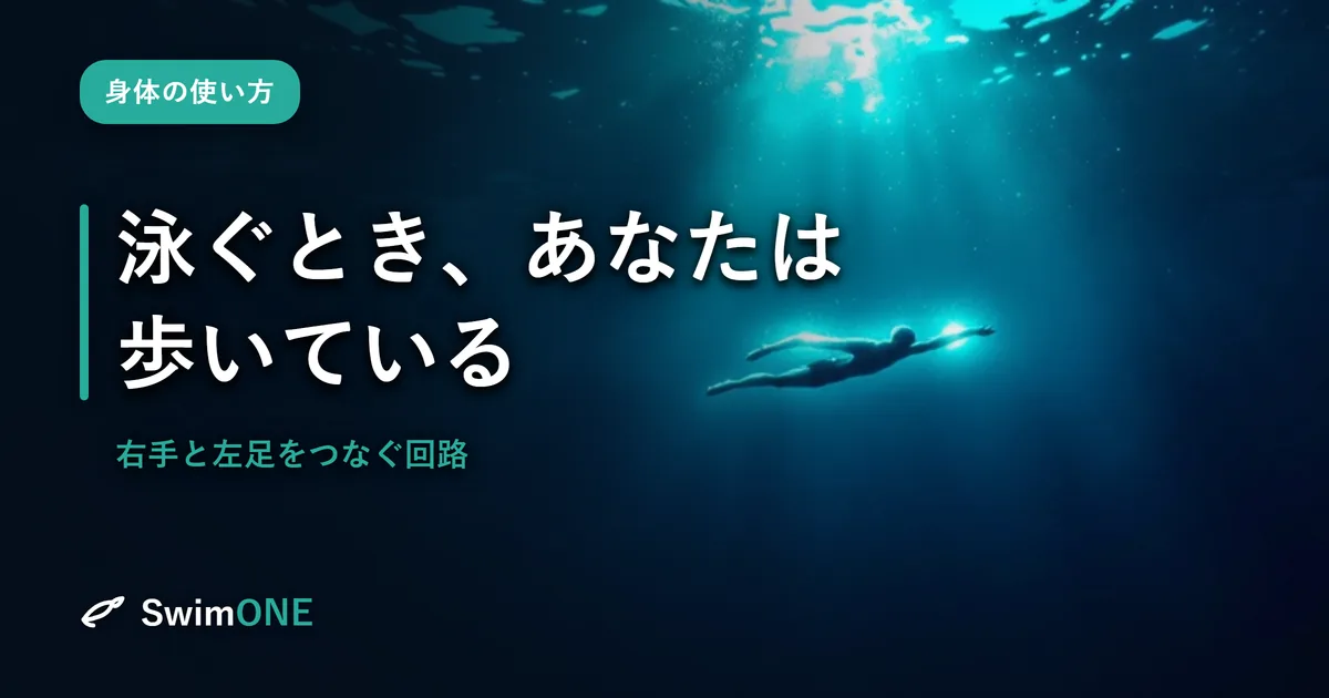 泳ぐとき、あなたは「歩いている」——右手と左足をつなぐ、動物の回路
