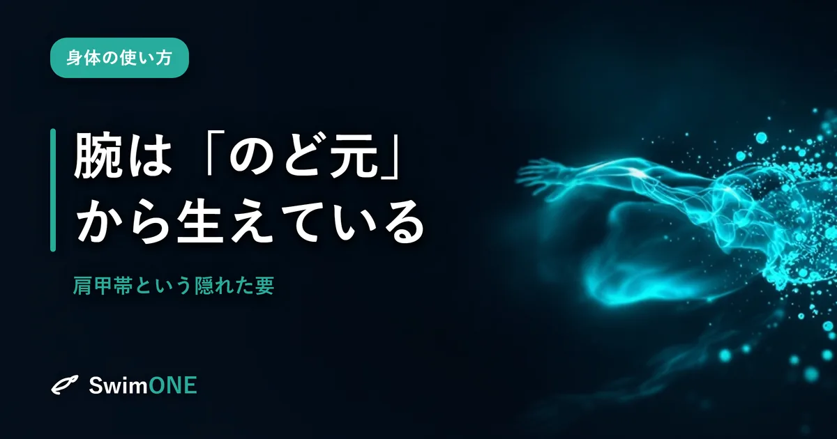 あなたの腕は「のど元」から生えている——肩甲帯という、泳ぎの隠れた要